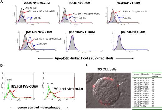 Figure 4. Binding of CLL Abs to apoptotic cells, macrophages, and membrane vimentin expression on live CLL cells. (A) CLL mAbs bind apoptotic Jurkat T cells. Jurkat T cells were UV-light exposed (51 mJ/cm2) for apoptosis induction. After 18 hours, CLL mAbs were incubated for 45 minutes followed by FITC–anti-IgM or FITC–anti-IgG. Blue line indicates the CLL mAb binding to apoptotic cells in the absence of the competitor, and the red line is in the presence of the competitor, 100 μg/mL MDA-LDL. Black line indicates secondary Ab only, and filled gray curve indicates cells only. (B) I83 IgM reacts with vimentin expressed on surface membrane of human macrophages. Purified macrophages cultured in 20% human serum for 6 days followed by 2 days of serum deprivation and analysis in FACS. Red line indicates cells binding the mAb, and green line indicates cells with secondary Ab only. (C) I83 CLL cells show distinct surface membrane staining (arrow) with antivimentin V9 mouse mAb. Secondary Ab was anti–mouse IgG–Alexa594. Overlay image with differential interference contrast. The insert table shows data from immunofluorescence analysis of membrane vimentin on 14 different primary CLL cells.