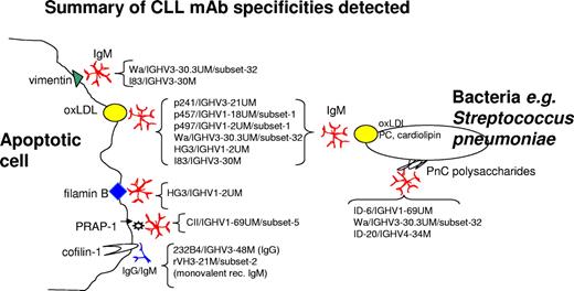 Figure 6. Summary of CLL mAb-binding specificities found in this study. Each CLL mAb-binding specificity is allocated to autoantigen/molecular motifs found on apoptotic cells or allocated to molecular motifs present on bacteria.