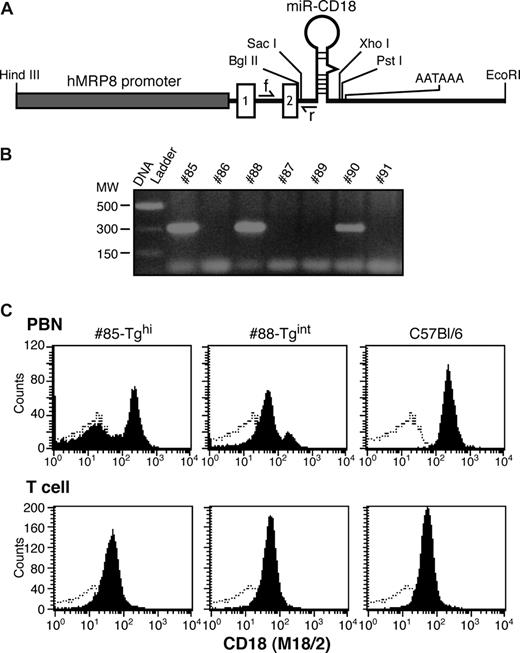 Figure 2. Design of the MRP8-miR-CD18 transgene expression vector and generation of transgenic founders. (A) A synthetic miRNA hairpin targeting CD18 was cloned in exon 2 of the hMRP8 cassette containing the hMRP8 promoter. The location of the forward (f) and reverse (r) PCR primers for genotyping is indicated. The forward primer is in the intron between exons 1 and 2, and the reverse primer partially overlaps with the 5′miR flanking region. (B) Genotypes of mice were determined by PCR analysis of tail DNA. The expected PCR product of 300 bp for the transgene was observed in 3 animals. (C) FACs analysis of peripheral blood neutrophils (PBNs) and T cells for CD18 (shaded) and isotype control (open) from #85-Tghi and #88-Tgint founders is shown.