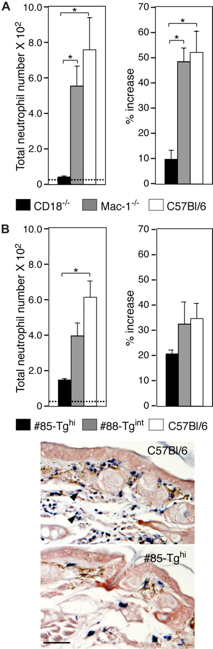 Figure 6. Analysis of neutrophil trafficking in a model of irritant dermatitis. (A) Croton oil was applied to either side of one ear and PBS was given to the contralateral ear of wild-type, CD18-null (CD18−/−) and Mac-1–null (Mac-1−/−) mice. After 6 hours, ear thickness was measured and recorded as the percentage increase in ear swelling of the irritant-exposed ear compared with that before the croton oil challenge. Histochemical analysis of cutaneous neutrophil infiltration by esterase staining of harvested ear specimens was also undertaken. Emigrated neutrophil counts (left panels) and ear edema (% increase) (right panels) are shown. Dotted line indicates average neutrophil counts in PBS-treated C57Bl/6 mice. *P < .005. (B) Wild-type, #85-Tghi, and #88-Tgint were subjected to irritant dermatitis and analyzed as in panel A. Representative pictures of esterase-stained neutrophils (arrowheads) following induction of dermatitis in C57Bl/6 wild-type and #85-Tghi mice are shown. Scale bar represents 50 μm. All data are mean plus or minus SEM of n = 4 to 5 per group.