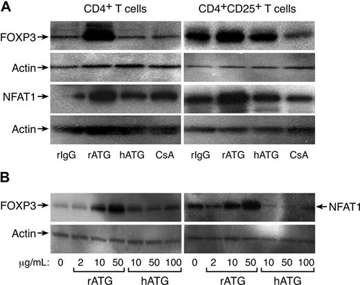 Figure 3. Increased expression of FOXP3 and NFAT1 in rATG-treated CD4+ or CD4+CD25+ T cells. (A) Western blot analysis. rATG increased expression of FOXP3 and NFAT1 in CD4+ or CD4+CD25+ T cells; results are representative of 3 independent experiments. (B) Comparison of rATG and hATG in dose-response of FOXP3 and NFAT1 expression; results are representative of 3 independent experiments.