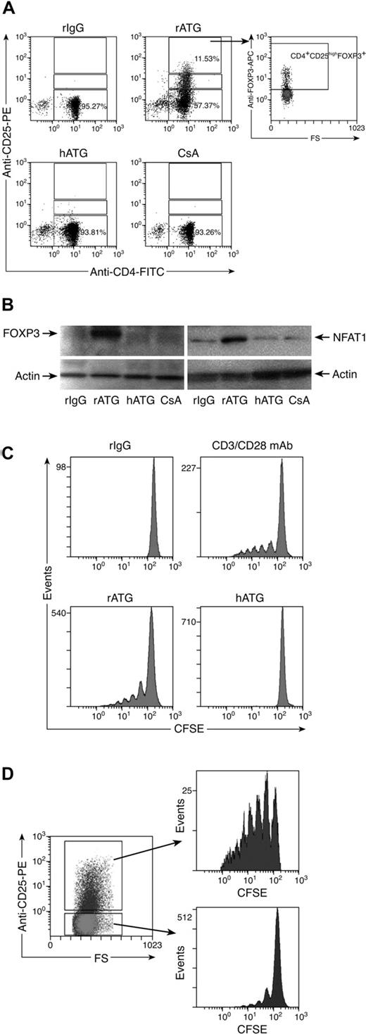 Figure 4. Effects of rATG treatment on CD4+CD25− T cells. (A) rATG converted CD4+CD25− T cells to CD4+CD25+ T cells and conferred FOXP3 expression; representative flow cytometric results are shown. (B) Increased FOXP3 and NFAT1 expression in CD4+CD25− T cells with rATG detected by Western blotting; results are representative of 3 independent experiments. (C) Proliferation of CD4+CD25− T cells promoted with rATG. CFSE intensity was used to evaluate the proliferation. CD3/28 mAb stimulation or rIgG treatment was used as a positive or negative control, respectively. Results are representative of 3 independent experiments. (D) CFSE dilution in rATG-treated CD4+CD25− T cells was evaluated based on expression of CD25; results are representative of 3 independent experiments.