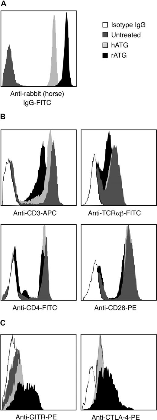 Figure 5. Different binding activities between rATG and hATG. (A) Different binding of rATG and hATG to lymphocytes evaluated by intensity of antirabbit IgG-FITC and antihorse IgG-FITC. Untreated PBMCs were used as a negative control. Data are derived from lymphocyte gate. Results are representative of 3 independent experiments. (B) Blocking capacity for known cell surface antigens, CD3, TCRαβ, CD4, and CD28, of lymphocytes with rATG or hATG. Data are derived from the lymphocyte gate; untreated PBMCs stained with corresponding surface antigens were used as a positive control. Mouse IgG conjugated with the corresponding fluorochrome was used as an isotype control. Results show representative of 3 independent experiments. (C) Different activation states of CD4+ T cells induced with rATG or hATG. GITR and CTLA-4 were used to evaluate activation. Untreated PBMCs were used as a control; mouse IgG conjugated with PE was used as an isotype control; results are representative of 3 independent experiments.