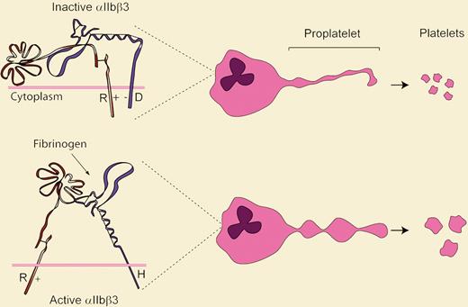 Model summarizing how integrin activation state may regulate platelet size. The top panel indicates how the salt bridge between wild-type αIIb-R995+ and β3-D723− constrains the integrin in an inactive conformation. The β3-D723H mutant disrupts this linkage and activates the receptor. Abnormally large platelets result via an unknown mechanism.