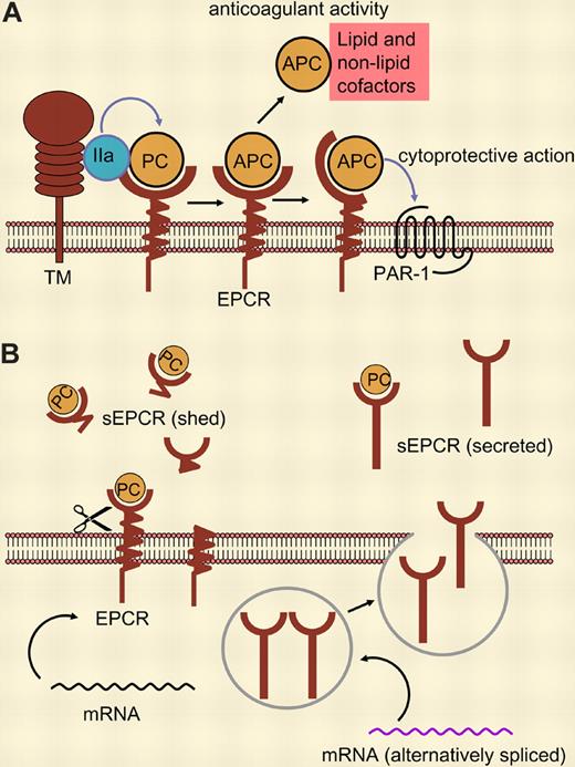 (A) Binding of protein C (PC) to its membrane receptor, EPCR, enhances its activation by thrombin (IIa) bound to thrombomodulin (TM). Activated protein C (APC) can dissociate from its receptor and—in the presence of cofactors—act as anticoagulant. Membrane-receptor–bound APC exerts cytoprotective activities mediated via PAR-1. (B) sEPCR supports neither PC activation nor APC activity. sEPCR can be generated by ectodomain shedding (left) or, as shown by Saposnik and colleagues in this issue of Blood, by alternative mRNA splicing in haplotype-A3–carrying cells, resulting in a protein that is not retained in the membrane but rather secreted (right).