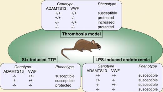 Stx experiments were carried out in mixed CASA/Rk-C57BL/6-129×1/Sv background mice, while LPS and thrombosis experiments were performed in pure C57BL/6 background mice.