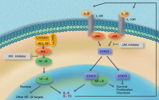 Aberrant NF-κB activity induces IL-6 and/or IL-10 production in a subset of DLBCL, which then activates the JAK/STAT pathway in an autocrine manner. The resulting synergistic NF-κB and STAT crosstalk affects lymphoma-cell survival, proliferation, and metabolism.