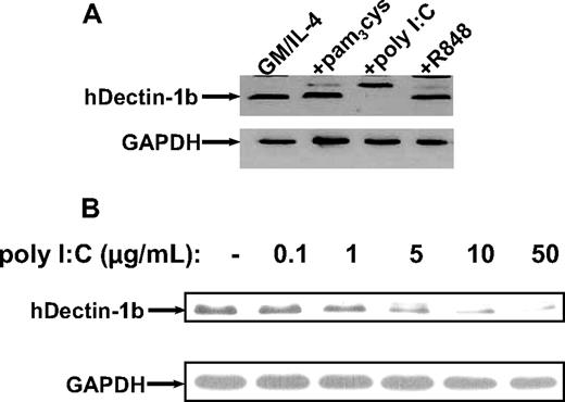 Figure 3. Analysis of hDectin-1 protein levels in MDCs exposed to TLR agonists. Western blotting was performed to examine the hDectin-1b protein expression using a polyclonal rabbit anti–hDectin-1 antibody. (A) Lysates from immature and matured (with different compounds: pam3cys, 5.0 μg/mL; poly I:C, 50.0 μg/mL; and R848, 2.0 μg/mL) MDCs are shown. (B) Titration with increasing amounts of poly I:C. The blots were reprobed with a GAPDH-specific antibody to confirm equal loading. The data shown are representative of 3 independent experiments.