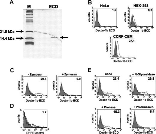 Figure 4. Recombinant expression and functional analysis of the hDectin-1b ECD. The cloned ECD of hDectin-1b was recombinantly expressed in E coli, purified, and subjected to a renaturation procedure. (A) Purity of the protein was analyzed in SDS-PAGE following silver staining. (B-D) Analysis of the binding behavior of the ECD. Shown are FACS stainings with (open histogram) or without (solid histogram) the ECD of hDectin-1. Detection was done using an antibody that recognizes the 6xHis tag of the ECD followed by incubation with an appropriate FITC-conjugated secondary antibody. (B) Analysis of the binding of the ECD to different tumor cell lines. (C) Specific binding of the hDectin-1b ECD was verified by precipitating the recombinant protein with macromolecular zymosan particles prior to the incubation of the staining solution with K562 cells. (D) Control staining with DHFR, an irrelevant protein produced in an analogous manner as the ECD. (E) To characterize the ligand for hDectin-1 on K562, cells were treated for 10 minutes with N-glycosidase (10.0 U/mL), pronase (5.0 mg/mL), or proteinase K (5.0 mg/mL) or were left untreated. The percentage of positive cells (B,D,E) or the mean fluorescence intensity (E) is shown in the upper right corner of the histograms. The data shown are representative of at least 3 independent experiments.