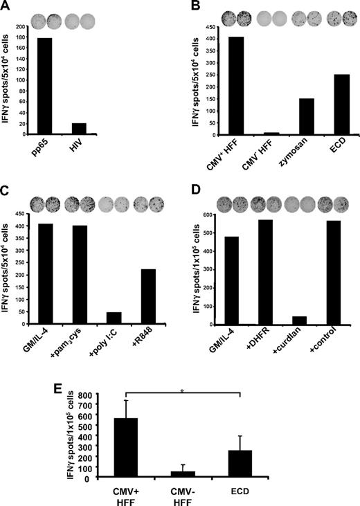 Figure 7. Uptake of CMV-infected human foreskin fibroblasts (HFF) and cross-presentation of CMV-specific peptides. Phagocytosis of CMV strain AD169 infected (CMV+) or uninfected (CMV−) HFFs (HLA-A2 negative) and subsequent cross-presentation of CMV-derived peptides on HLA-A2 molecules was analyzed in IFNγ-ELIspot assays. (A) The generated CTL line raised against a HLA-A2–binding CMV pp65-derived peptide specifically recognized autologous MDCs loaded with the corresponding peptide but not an irrelevant HIV-derived peptide. (B) Infected or uninfected HFFs were cocultured with immature MDCs in the presence or absence of zymosan or the hDectin-1b ECD, respectively (representative experiment). (C) Uptake of infected HFFs by MDCs that were matured using different TLR ligands or were left in an immature state (GM/IL-4) (representative experiment). (D) Addition of the hDectin-1–specific (1→3)-β-D-glucan curdlan to the coculture of MDCs and infected HFFs led to a reduction of IFNγ production by the CMV-specific CTL line, while addition of an irrelevant protein (DHFR; 10.0 μg/mL) or the buffer control did not (representative experiment). (E) The diagram represents mean (± SD) of 3 independent experiments using different donors. *P < .05 (paired t test).