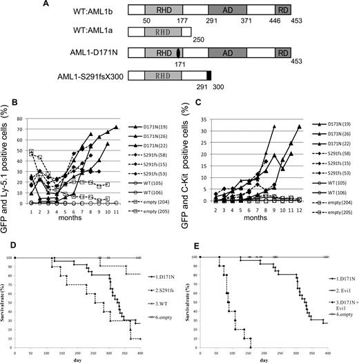Figure 1. MDS and MDS/AML induced by AML1 mutants derived from patients with MDS. (A) Schematics of AML1 WT (AML1a and AML1b) and AML1 mutants (D171N and S291fs). AD indicates transactivating domain; RD, repression domain. (B) Percentages of GFP/Ly-5.1 double-positive cells or (C) c-Kit+ cells in PB. PB was obtained from the tail vein every month after the transplantation. Numbers in parenthesis indicate mouse IDs. (D) Kaplan-Meier analysis for the survival of mice that received transplants of AML1 mutant-transduced BM cells. Average survival days of AML1-D171N (340.6 days) were compared with AML1-S291fs (263.6 days) using the log-rank test; P = .218. AML1 WT (n = 11), D171N (n = 26), S291fs (n = 10), mock (n = 16). (E) Evi1 synergized with AML1-D171N in inducing MDS/AML. D171N (n = 26; same as those in panel D), Evi1 (n = 8), D171N + Evi1 (n = 10), and mock (n = 16) transduced bone marrow cells were transplanted into mice.