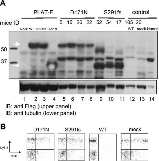 Figure 2. Expression of the transduced AML1-D171N, AML1-S291fs, and AML1 WT in spleen of the transplanted mice. (A) Lysates of spleen cells were immunoblotted with anti-Flag Ab. As a positive control, Plat-E packaging cells were transduced with mock (lane 1), AML1 WT (lane 2), AML1-D171N (lane 3), or AML1-S291fs (lane 4). Spleen cells were derived from mice/D171N (lanes 5-8), mice/S291fs (lanes 9-11), mice/WT (lane 12), mice/mock (lane 13), or control normal mouse (lane 14). White arrows indicate transduced AML1 WT, AML1-D171N, and AML1-S291fs. (B) AML1 WT-transduced cells were undetectable in PB at 1 month after the transplantation. Flow cytometric analysis of PB obtained from mice that received transplants of AML1-D171N, AML1-S291fs, AML1 WT, and mock at 1 month after transplantation.