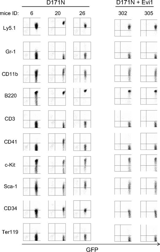 Figure 5. AML1-D171N induced a biphenotypic leukemia in concert with Evi1 in the BMT model. The dot plots show Ly5.1, Gr-1, CD11b, B220, CD3, CD41, c-kit, Sca-1, CD34, or Ter119 labeled with a corresponding PE-conjugated mAb versus expression of GFP. BM cells of morbid mice/D171N with high expression of Evi1 (mouse IDs 6, 20, and 26) and those of morbid mice/D171N + Evi1 (mouse IDs 302 and 305) displayed a similar pattern of surface markers, CD11b+ and B220+.