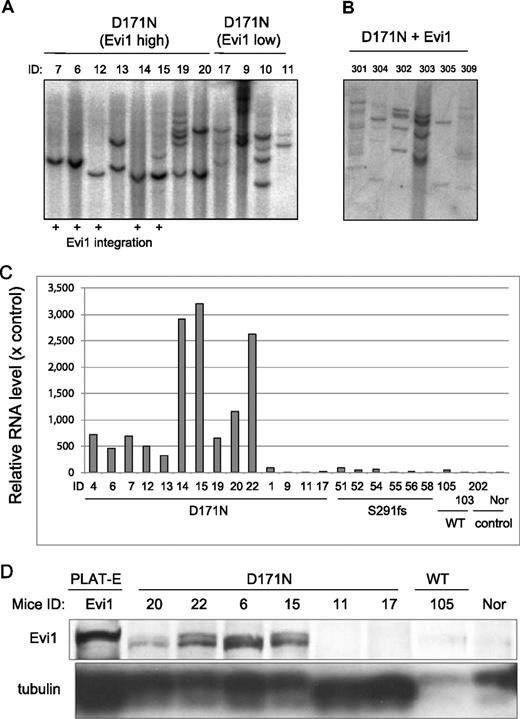 Figure 7. The mice/D171N with integration near Evi1 site were monoclonal. (A) Southern blot analysis of mice/D171N. DNA samples were digested with EcoRI, which cut the retrovirus only once within the multicloning site. Probes used were DNA fragments of the GFP coding sequence. Mouse IDs are shown at the top of the panel. (B) The mice/D171N + Evi1 were polyclonal. DNA samples were digested with EcoRI. Proviruses were probed with a GFP probe. (C) Real-time PCR for Evi1 in BM derived from morbid mice/D171N or mice/S291fs or mice/WT or mice/mock. In addition to 6 samples from mice/D171N harboring integration near Evi1 (mouse IDs 4, 6, 7, 12, 14, and 15), 4 samples derived from mice/D171N without integration near Evi1 display high expression levels of Evi1 (mouse IDs 13, 19, 20, and 22). RNA from normal BM cells served as a control (RNA level = 1). (D) Western blot of lysates from spleen cells of mice/D171N, mice/WT, and normal mice and PLAT-E as controls. Samples from mice/D171N confirmed high expression of Evi1 by RT-PCR showed expression of the protein (mouse IDs 6, 15, 20, and 22), but the other mice without high expression of Evi1 by RT-PCR did not express the protein (mouse IDs 11, 17, and 105).