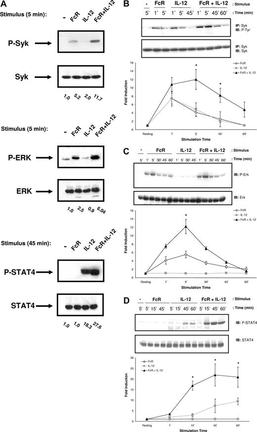 Figure 3. Costimulation of NK cells leads to enhanced activation of Syk and ERK, but not p38, Jnk, or Akt. (A) Purified human NK cells (more than 97% CD56+/CD3−) underwent FcγRIIIa cross-linking by sequential treatment with an F(ab′)2 fragment of a mouseanti–human FcγRIIIa Ab (clone 3G8) and a secondary F(ab′)2 goat anti-mouse Ab. Recombinant human IL-12 was added at a concentration of 10 ng/mL at 37°C. Control conditions consisted of control Ab-treated NK cells (−), NK cells activated via FcR ligation alone (FcR), or NK cells activated with IL-12 alone (IL-12). Following stimulation, NK cells were lysed at the indicated time points for immunoblot analysis of p-Syk, p-ERK, p-STAT4, or p-Akt. Numbers below immunoblots represent the fold increase in phosphoprotein levels for each condition, normalized to total protein and expressed in relative densitometric units. (B-D) Time course for the activation of Syk, ERK, and STAT4 in NK cells stimulated as described in panel A. Levels of each phosphoprotein were quantified via densitometry and plotted as fold increase in phosphoprotein normalized for total protein versus time for each treatment condition. Immunoblots depict results from one representative donor. Graphs below immunoblots represent the mean plus or minus SEM from all 5 donors tested. *P < .05 versus the fold induction with IL-12 or FcR cross-linking alone at the time point.