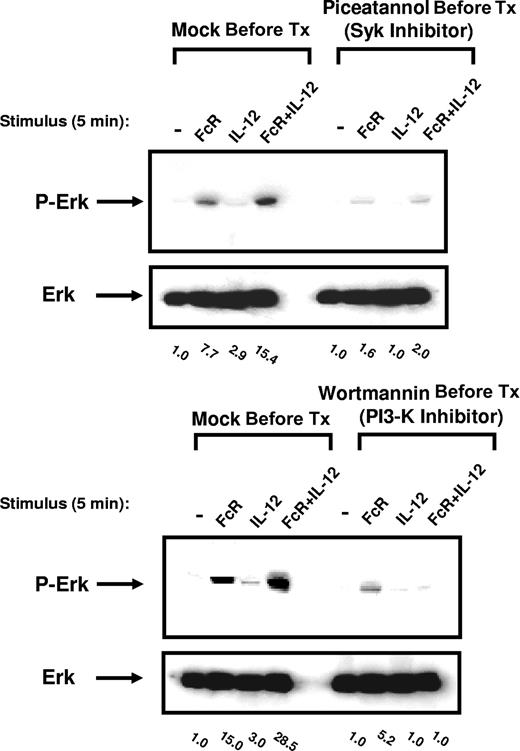 Figure 5. Inhibition of PI3-K or the Syk protein tyrosine kinase within NK cells prevents ERK activation following FcR and IL-12 stimulation. NK cells were pretreated overnight with 25 μM picetannol (Syk inhibitor) or wortmannin (PI3-K inhibitor) and then activated via FcγRIIIa cross-linking in the presence of 10 ng/mL IL-12 for 5 minutes at 37°C. Whole-cell lysates were probed for levels of p-ERK and total ERK, as indicated. Numbers below immunoblots represent the fold increase in phosphoprotein levels for each condition, normalized to total ERK and expressed in relative densitometric units. All results are representative of n = 5 healthy donors.