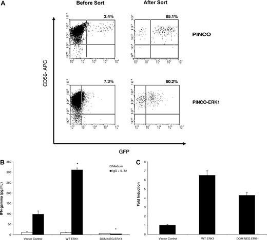 Figure 6. Overexpression of ERK1 within primary human NK cells increases IFN-γ production in response to immobilized IgG and IL-12. Primary human NK cells were transduced with wild-type ERK1 or a DN form of ERK1 using the PINCO retroviral transfection system. Following infection, NK cells were sorted on the basis of GFP expression. (A) Representative flow plots from NK cells transduced with the empty vector or with wild-type ERK1 prior to sorting and following sorting for GFP+ cells. (B) Equal numbers of sorted NK cells were cultured separately on immobilized IgG in the presence of 10 ng/mL IL-12. Culture supernatants were harvested at 24 hours for quantification of IFN-γ release by ELISA. (C) Real-time PCR of sorted NK cells for ERK mRNA expression. Results represent the mean plus or minus SEM from n = 3 independent experiments. *P < .01 versus vector control cells.