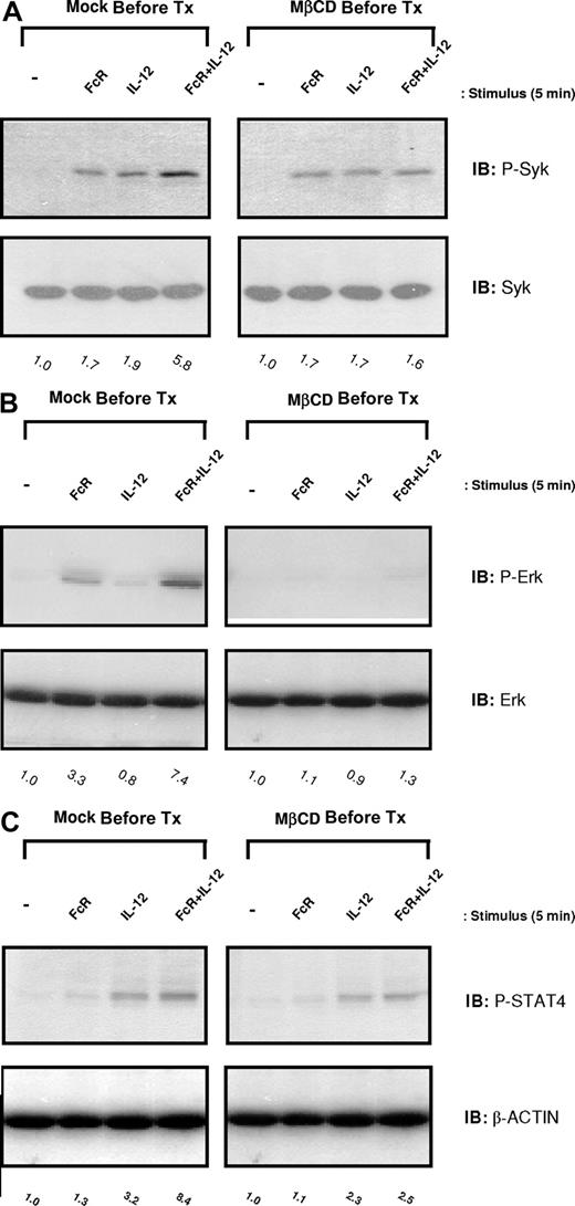 Figure 7. Inhibition of lipid raft microdomains by cholesterol depletion severely attenuates activation of Syk, ERK, and STAT4 in NK cells following FcR + IL-12 stimulation. Purified human NK cells were pretreated with 5 nM MβCD (right column) or DMSO solvent control (Mock Pre-Tx; left column) for 1 hour and then activated via FcγRIIIa ligation in the presence of 10 ng/mL IL-12 for 5 minutes at 37°C. Control conditions consisted of control Ab-treated NK cells (−), NK cells activated via FcR ligation alone (FcR), or NK cells activated with IL-12 alone (IL-12). Cells were lysed and analyzed for p-Syk (A), p-ERK (B), and p-STAT4 (C) by immunoblot analysis. Numbers below immunoblots represent the fold increase in phosphoprotein levels for each condition, normalized to total protein and expressed in relative densitometric units. All results are representative of n = 3 determinations.