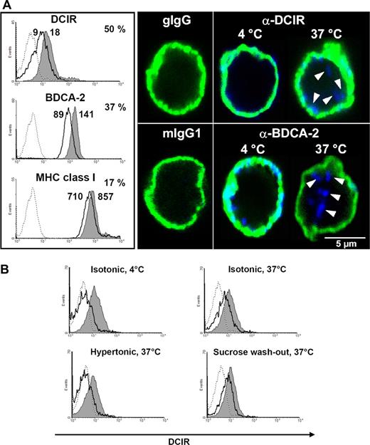 Figure 3. Cell surface DCIR is internalized into pDCs after receptor triggering. (A) DCIR internalization is induced by receptor triggering with anti-DCIR antibodies. PDCs were labeled with anti-DCIR, anti-BDCA-2, or anti-MHC class I antibodies followed by secondary antibodies on ice. Incubation at 37°C induces receptor internalization leading to 50% reduced DCIR (MFI 9 vs 18) and 37% reduced BDCA-2 (MFI 89 vs 141) surface expression (thick line) compared with cells incubated at 4°C (shaded area, left). Under the same conditions, MHC class I expression is reduced by only 17% (MFI 710 vs 857). Matching isotype controls did not show any binding (dotted lines). FACS data are representative of 3 independent experiments (left). PDCs were labeled with anti-DCIR or anti–BDCA-2 antibodies, washed, and incubated on ice with fluorochrome-conjugated secondary antibodies (blue). To visualize the cell surface, pDCs were counterstained with murine anti-MHC class I antibodies and isotype-specific fluorochrome-conjugated secondary antibodies (green). Cells were analyzed by CLSM (right). DCIR can be detected at the cell surface after antibody labeling at 4°C and is clearly internalized after elevating the incubation temperature to 37°C. BDCA-2 endocytosis after receptor triggering is detected as described in the literature.15 (B) Incubation of pDCs in 450 mM sucrose inhibits DCIR endocytosis at 37°C, which is restored after washing out sucrose and incubating the cells in isotonic medium (sucrose washout). In each histogram, total surface protein (gray shaded area) is compared with internalized antibody (thick line) after stripping off surface-bound antibodies, as described in “Methods.” A matched isotype control did not bind to the cells (dotted lines). Data shown are representative of 3 independent experiments.