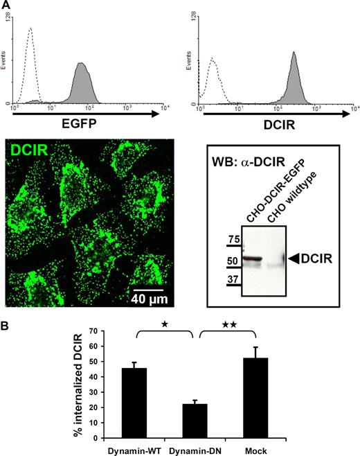 Figure 4. DCIR internalization is clathrin-dependent. (A) For further analysis of DCIR endocytosis, a CHO cell line stably expressing human DCIR-EGFP was generated. DCIR expression was detected by FACS (top panel), either via EGFP detection (left, dotted line represents untransfected cells) or after labeling with anti-DCIR antibodies (right, dotted line represents isotype control). DCIR could also be detected by CLSM (bottom panel, left) and Western blot analysis (right). (B) DCIR internalization is inhibited by DN-dynamin. Cotransfection of the DCIR expressing CHO cell line with DN-dynamin constructs reduces DCIR endocytosis by 50% compared with cells cotransfected with WT-dynamin (*P ≤ .009) or to mock-transfected cells (**P ≤ .05). The data shown represent the mean (± SEM) of 3 independent experiments.