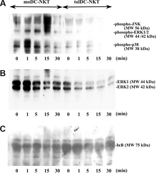 Figure 4. Activation of MAPKs is impaired and expression of IκB is maintained in tolDC-NKT cells. (A) TolDC-NKT and moDC-NKT cells were activated with 10 ng/mL PMA and 1 μg/mL calcium ionophore for the indicated times. Cells were lysed, and a Western blot was performed to detect phosphorylated MAPKs (ERK1/2, p38, JNK) with specific Abs. (B) The blot was stripped and reprobed with an Ab that is specific for total ERK1/2. (C) The blot was stripped and reprobed with an Ab that is specific for total IκB.
