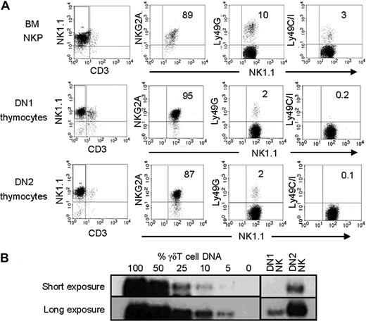 Figure 2. DN2 thymocytes differentiate in vitro into TCRγ+ NK cells. (A) BM NKPs (top row), thymic DN1 (middle row), and DN2 progenitors (bottom row) were purified and cultured with OP9 stroma and cytokines for differentiation into NK cells. Cells were harvested after 2 weeks and analyzed by flow cytometry for the presence of NK cells (NK1.1+CD3−) as well as expression of indicated receptors on NK cells. Data are representative of 5 independent experiments. (B) NK cells generated in cultures from DN1 and DN2 thymocytes above were purified, and the percentages of Tcrγ+ NK cells were estimated by semiquantitative genomic PCR for rearranged Tcrγ (Vγ2-Jγ1) gene using γδT cell DNA and fibroblast DNA mixed at set ratios as controls. The total amount of DNA was kept consistent for the PCR. The PCR products were analyzed by Southern blot using Jγ1 probe. Short and long exposures of the same membrane are shown. Images from different parts of the same membrane are divided by lines. The results are representative of 3 independent experiments.