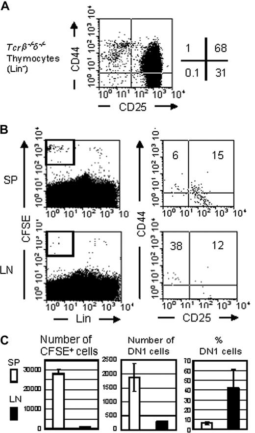 Figure 6. DN1 thymocytes have the capacity to migrate to the LN. (A) Bulk thymocytes from Tcrβ/Tcrδ-double-knockout mice were stained for Lin, anti-CD44, and anti-CD25 and characterized by flow analysis. (B) CFSE labeled bulk thymocytes (4 × 106) from Tcrβ/Tcrδ-double knockout mice were injected intravenously into nude mice. A day after transplantation, spleen and LN cells were stained with Lin antibody cocktail, anti-CD25, and anti-CD44 and analyzed by flow cytometry. CFSE-positive donor-derived cells were gated (left), and the percentages of DN1 (CD44+CD25−), DN2 (CD44+CD25+), and DN3 (CD44−CD25+) cells were determined (right). (C) Total donor-derived cell number seeding the spleen and LN was calculated (right), followed by number and percentage of DN1 cells within this population (middle and left).
