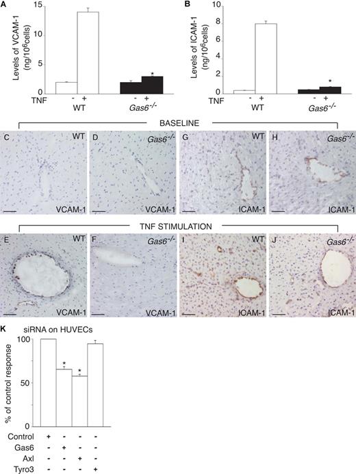 Figure 1. Gas6 regulates EC activation in vitro and in vivo. (A,B) Stimulation of ECs with 100 ng/mL TNF-α revealed a role for Gas6 in the activation of endothelial cells in vitro. TNF-α stimulated the production of VCAM-1 (A) and ICAM-1 (B) by WT ECs but not by Gas6−/− ECs. Data represent means plus or minus SEM (*P < .05 vs stimulated WT cells, N = 9). (C-J) In normal heart tissue (baseline), no (VCAM-1) or limited (ICAM-1) expression of the adhesion molecules VCAM-1 (C,D) and ICAM-1 (G,H) can be detected in the blood vessels of either WT or Gas6−/− mice. At 24 hours after intraperitoneal injection of a sublethal dose of TNF-α, up-regulated expression of VCAM-1 (E) and ICAM-1 (I) can be seen in the endothelial cells in WT hearts but is absent (VCAM-1) or reduced (ICAM-1) in Gas6−/− hearts (F-J). Bar represents 50 μm in all panels. (K) Knockdown of Gas6 or Axl in HUVECs by transfection of cells with 25 nM siRNA for, respectively, Gas6 or Axl, reduced the expression of hICAM-1 in response to TNF-α (10 ng/mL). In contrast, knockdown of Tyro3, using 100 nM of Tyro3 siRNA, failed to reduce the expression of hICAM-1 on HUVECs in response to TNF-α (10 ng/mL). Data represent the percentage of the control response (*P < .05 vs control siRNA, N = 3).