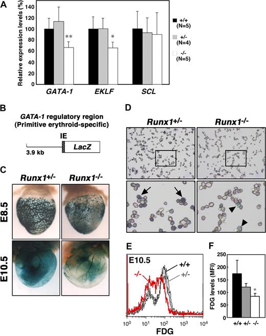 Figure 3. Reduced expression of GATA-1 and EKLF in Runx1−/− primitive erythrocytes. (A) Relative intensity levels were measured by real-time PCR and normalized to GAPDH. The Student t test was applied for statistical analysis. Significant differences in Runx1−/− mice from wild-type were observed (**P = .009, *P = .013). (B) Structure of the GATA-1 promoter-LacZ (IE3.9-LacZ) transgene. IE indicates exon IE. (C) Representative pictures of Runx1+/−::IE3.9-LacZ (n = 7 E8.5, n = 12 E10.5) and Runx1−/−::IE3.9-LacZ (n = 8 E8.5, n = 4 E10.5) embryos. Expression of β-galactosidase was reduced in Runx1−/− embryo (C, right panels) compared with Runx1+/− embryo (C, left panels). (D) Cytospin preparation of blood cells from embryos shown in panel C (E10.5). Intensity of β-galactosidase staining was reduced in Runx1−/− cells () compared with Runx1+/− cells (). (E) FACS analysis of GATA-1 (β-galactosidase) expression in E10.5 embryos. FDG was used as a fluorescent substrate for β-galactosidase. Black line, gray bold line, or red bold line represents β-galactosidase expression in Runx1+/+, Runx1+/−, or Runx1−/−, respectively. (F) MFI values of FDG for Runx1+/+ (n = 2), Runx1+/− (n = 5), and Runx1−/− (n = 2) embryos. Significant difference in Runx1−/− mice from Runx1+/− mice was observed (*P = .032 by Student t test). Original magnifications: C (top panels), ×16.0; C (bottom panels), ×7.2; D, ×400. Images in panel C were captured with a Leica MZ FLIII microscope and a Leica DC500 CCD camera with IM50 Imaging Manager, with a PLAN APO 1.0 lens (1.0×/0.125 NA). A Leica DC500 CCD camera with IM50 Imaging Manager through Leica DMRXA microscope was used to capture the images using a 20×/0.50 NA objective for the bottom panel and 5×/0.15 NA objective for the top panels.
