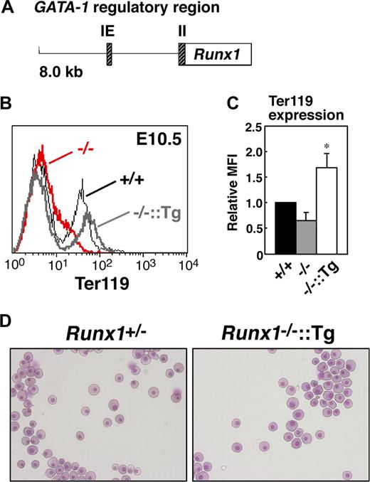 Figure 4. Rescue of defects in Runx1−/− primitive erythrocytes by transgenic introduction of Runx1. (A) Structure of the G1-HRD-Runx1 (IE3.9int-Runx1) transgene. IE and II indicate exon IE and II, respectively. (B) Rescue of Ter119 expression on E10.5 Runx1−/− primitive erythrocytes by introducing G1-HRD-Runx1 transgene. Black line, gray bold line, or red bold line represents Ter119 expression in Runx1+/+, Runx1−/−::G1-HRD-Runx1, and Runx1−/−, respectively. Note that overexpression of Runx1 in Runx1−/− erythrocytes induced slightly higher Ter119 expression. (C) Relative MFI values of Ter119 for Runx1+/+ (normalized to MFI = 1), Runx1−/−, and Runx1−/−::G1-HRD-Runx1 embryos at E10.5. Bar graphs represents mean ratios plus or minus SD derived from Runx1−/− (n = 4) and Runx1−/−::G1-HRD-Runx1 (n = 4) embryos. Significant difference in Runx1−/−::G1-HRD-Runx1 mice from Runx1−/− mice was observed (*P < .001 by Student t test). (D) Rescue of abnormal morphology observed in Runx1−/− primitive erythrocytes. May-Grunwald Giemsa stained cytospin preparation of peripheral blood cells from E12.5 embryos. Deformed shape observed in Runx1−/− erythrocytes (Figure 1B) was rarely seen in Runx1−/−::G1-HRD-Runx1 erythrocytes. Images in panels D were captured by Leica DC500 CCD camera with IM50 Imaging manager and a Leica DMRXA microscope using a 20×/0.50 NA objective.