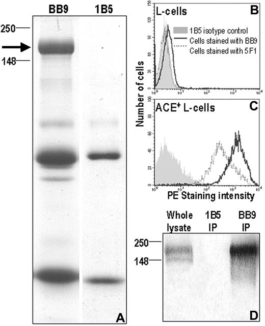 Figure 1. Specificity of mAb BB9 for human ACE. (A) Coomassie blue–stained acrylamide gel showing the 160-kDa band (left) immunopurified by mAb BB9 from BB9+ L cells and used for protein sequencing. Shown on the right is an immunoprecipitation done using nonbinding isotype control mAb 1B5. The arrow indicates the position of the BB9-specific band with respect to molecular weight markers (in kilodaltons). The smaller bands present in both lanes correspond to Ig heavy and light chain monomers. (B,C) Murine L cells stably expressing full-length human ACE cDNA and nontransfected L cells were stained with mAb BB9, anti-ACE mAb 5F1, and a nonbinding isotype control, mAb 1B5. Nontransfected cells (B) did not react with any of the antibodies while ACE-transfected L cells (C) were stained with both 5F1 and BB9. (D) Immunoprecipitates of ACE-transfected L cells with BB9 and 1B5 were Western blotted and probed with polyclonal Ab to human ACE. Note the specific reactivity with a 160-kDa protein in the BB9 immunoprecipitation and in whole lysate.