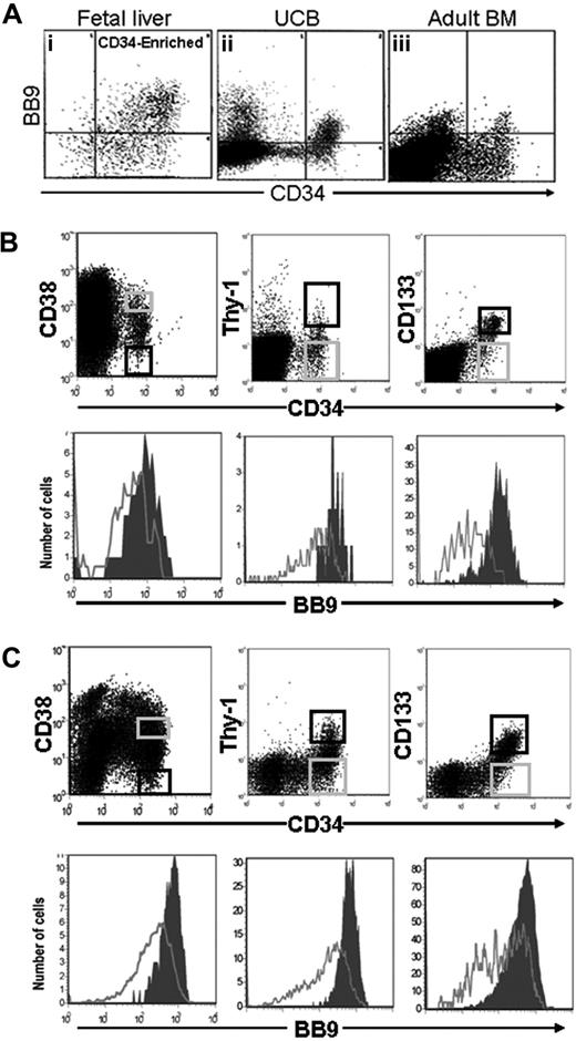 Figure 2. FACS analysis of BB9 expression on subpopulations of CD34+ cells in umbilical cord blood and fetal liver. (A) The relative expression of BB9 on CD34+ cells is shown for (i) FL, (ii) UCB, and (iii) adult BM. UCB (B) and 16- to 22-week FL cells (C) were stained with BB9 and antibodies against CD34 and either CD38, Thy-1, or CD133 (top panels). The most primitive populations, CD34+CD38−, Thy-1+, CD133+ (black sort regions, top panels), express high levels of BB9 (filled histograms, bottom panels). BB9 expression on more mature CD34+ cells (gray sort regions, top panels) is represented by unfilled histograms (bottom panels).
