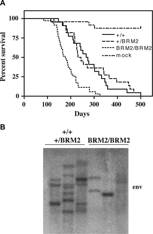 Figure 1. Latency and clonality analysis of SRS19-6–injected mice. (A) Kaplan-Meier survival curves of SRS19-6–injected mice of the following genotypes: Cebpa+/+ (+/+; n = 22), Cebpa+/BRM2 (+/BRM2; n = 21), and CebpaBRM2/BRM2 (BRM2/BRM2; n = 35). The CebpaBRM2/BRM2 animals have significantly shorter mean latency (P < .001; 2-tailed log-rank test) than the other genotypes. (B) Representative Southern blotting of splenic tumor DNA from SRS19-6–injected mice restricted with HindIII and probed with a probe against the SRS19-6 env open reading frame. CebpaBRM2/BRM2 animals generally have fewer integrations.