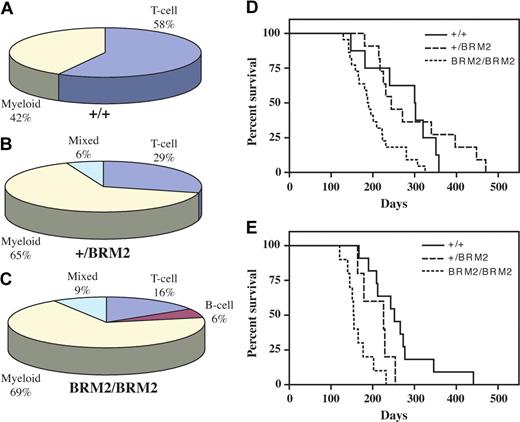 Figure 5. Disease distribution and latency curves for SRS19-6–induced myeloid and lymphoid leukemias. Disease distributions of SRS19-6–injected (A) Cebpa+/+ (+/+; n = 19), (B) Cebpa+/BRM2 (+/BRM2; n = 17), and (C) CebpaBRM2/BRM2 (BRM2/BRM2; n = 32) mice. Mice were either diagnosed with T-cell ALL, B-cell ALL, myeloid leukemia, or mixed (T-ALL/myeloid leukemia, B-ALL/myeloid leukemia, or T-ALL/B-ALL). (D) Kaplan-Meier survival curves for myeloid leukemias of SRS19-6–injected mice of the following genotypes: Cebpa+/+ (+/+; n = 8), Cebpa+/BRM2 (+/BRM2; n = 11), and CebpaBRM2/BRM2 (BRM2/BRM2; n = 22). (E) Kaplan-Meier survival curves for lymphoid leukemias (T-cell, B-cell) of SRS19-6–injected Cebpa+/+ (+/+; n = 11), Cebpa+/BRM2 (+/BRM2; n = 5), and CebpaBRM2/BRM2 (BRM2/BRM2; n = 10). Statistical significance was determined as in Figure 1.