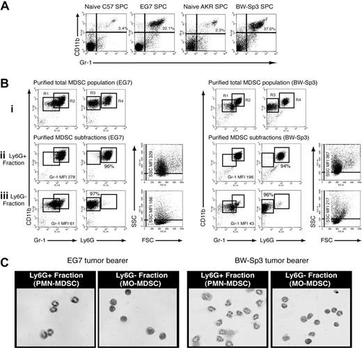 Figure 1. Splenic CD11b+Gr-1+ MDSCs from tumor-bearing mice consist of a Ly6G+SSChi polymorphonuclear and a Ly6G−SSClo mononuclear fraction. (A) Splenocytes were collected from BW-Sp3 tumor–bearing AKR mice and EG7 tumor–bearing C57BL/6 mice, or their respective naive counterparts and were stained with PE-labeled anti-CD11b and FITC-labeled anti–Gr-1 mAbs. The percentage of CD11b+Gr-1+ cells is indicated. (Bi) CD11b+Gr-1+ cells from tumor-bearing mice were purified as described in “Methods.” These cells were stained with PE-conjugated anti-CD11b and either FITC-conjugated anti–Gr-1 or anti-Ly6G. Because the anti–Gr-1 mAb RB6–8C5 recognizes both the Ly6G and Ly6C molecules, costaining with the anti-Ly6G mAb 1A8 was not possible due to overlapping epitopes, as previously reported.23 Gate R1 represents MDSCs with an intermediate to high Gr-1 expression level, while gate R2 represents the highest Gr-1 expressers. Gate R3 represents Ly6G− MDSC, and gate R4 represents Ly6G+ cells. (Bii,iii) Ly6G+ and Ly6G− MDSCs were purified as described in “Methods” and were stained with the indicated mAbs. Percentages represent the purity of isolated populations. In addition, a dot plot representing the FSC/SSC profile of the purified cells is shown. Median fluorescence intensity (MFI) of the corresponding Gr-1 expression levels and SSC profiles is given. (C) Purified MDSC fractions were subjected to cytospin and May-Grünwald-Giemsa staining. Pictures from BW-Sp3 and EG7 MDSC subfractions are shown (×40 magnification).