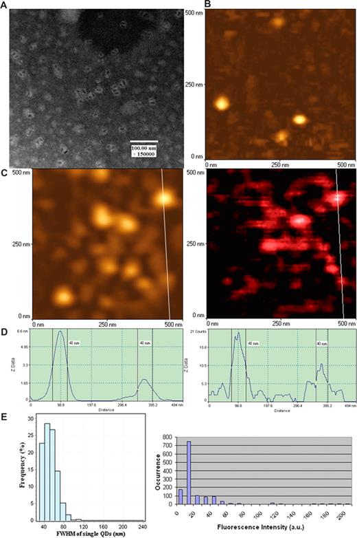 Figure 1. Combined aperture NSOM and fluorescent QD nanotechnology conferred approximately 50-nm resolution scale fluorescence imaging of individual QD655 on glass substrate. (A) Electron micrograph of fluorescent quantum dots (QD655). These disperse semiconductor nanocrystals have a diameter of approximately 10 nm under EM. The EM image was derived from a JEOL JEM-1220 transmission electron microscope using a standard EM protocol. (B) NSOM topographic image of the surface of clean glass substrates (no detectable fluorescence; data not shown). (C) NSOM topographic (left) and corresponding fluorescence (right) images of individual Ab-conjugated QD655 molecules. Scan size: 500 nm × 500 nm. Resolution: 300 pixel × 300 pixel. Integration time: 10 ms. (D) The height (left) and fluorescence intensity (right) profiles of the cross sections corresponding to the white lines on images of panel C. (C,D) The diameters of individual Ab-conjugated QD655 are predominantly approximately 50 nm both in topography and fluorescence intensity, which is consistent with that of individual quantum dots bound to TCR on cell membrane surface as shown in Figure 2. Similar results were seen for streptavidin-conjugated fluorescent QD (data not shown). (E) The left histogram shows the frequency or distribution for the immunofluorescence FWHM of individual Ab-conjugated QD655 molecules (n = 608); the right histogram shows fluorescence intensity distribution of Ab-conjugated QD655 on the same glass substrate. Mean diameters of the individual conjugated QD655 were 51.63 plus or minus 13.46 nm (mean ± SD), with approximately 50-nm dots being predominant (left histogram); the scale 20 was the dominant fluorescent intensity unit of the individual conjugated QD655 on the glass substrate (right histogram). The scale 20 was the weakest fluorescence intensity counts, even on the glass substrate prepared from further dilutions of QDs (≤ 10 intensity scales are background).