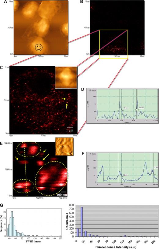 Figure 2. The NSOM/QD-based system conferred approximately 50-nm resolution scale fluorescence imaging of QD-bound γδ TCR on cell membrane of nonstimulated Vδ2 T cells. (A) Low-magnification NSOM topographic and (B) fluorescence images of 7 nonstimulated blood lymphocytes. Vδ2 TCR+ T cells are indicated with a smiley face. (C) The high-magnification NSOM fluorescence and topographic (inset) images of the cell marked by a smiley face as shown in panel A. (D) The fluorescence intensity profile of the cross section between the 2 fluorescent objects marked by 2 arrows in panel C. The short arrow shows an approximately 41-nm fluorescence dot representing a 1-QD–bound TCR dot, and the long arrow shows an approximately 80-nm fluorescence dot possibly corresponding to 2-QD-bound TCR cluster. (E) The NSOM fluorescence images enlarged from an area in panel C (inset: the corresponding topographic image). The higher-magnification imaging shows immunofluorescence images of individual 1× approximately 50-nm TCR dots (short arrows), 2× approximately 50-nm TCR cluster (long arrow), and more than 2× approximately 50-nm TCR clusters (dotted circles). (F) The fluorescent intensity profile of the cross section of the objects marked by a dashed line in panel E. Scan size: (C) 11 × 11 μm2; (E) approximately 1 × 1 μm2. Resolution: (C) 500 × 500 pixel2; (E) 400 × 400 pixel2. Integration time: (C) 15 ms; (E) 10 ms. (G) The left histogram showing the frequency or distribution for the immunofluorescence FWHM of individual Ab-QD–bound TCR (n = 326) on cell membrane of cells; the right histogram showing fluorescence intensity distribution of Ab-QD–bound TCR on the same cells. Mean FWHM diameters of the QD-Ab-bound TCR were 53.7 plus or minus 18.9 nm (mean ± SD), with approximately 50-nm dots being predominant (left histogram); the scale 20 was the dominant fluorescent intensity count of the individual QD-Ab-bound TCR on the cell membrane of cells (right histogram). Similar to what is seen in Figure 1E, individual QD-Ab–bound TCR dots exhibited a good relationship between approximately 50-nm dots and 20 intensity counts (basic-scale fluorescence) on the cell membrane (< 10 intensity scales were background). The excitation condition was the same as that described in Figure 1E. Scan size: 500 nm × 500 nm. Resolution: 300 pixel × 300 pixel. Integration time: 10 ms. The imaging was derived from Ab-conjugated QD655 as the second Ab. Similar results were seen when using QD655-streptavidin.