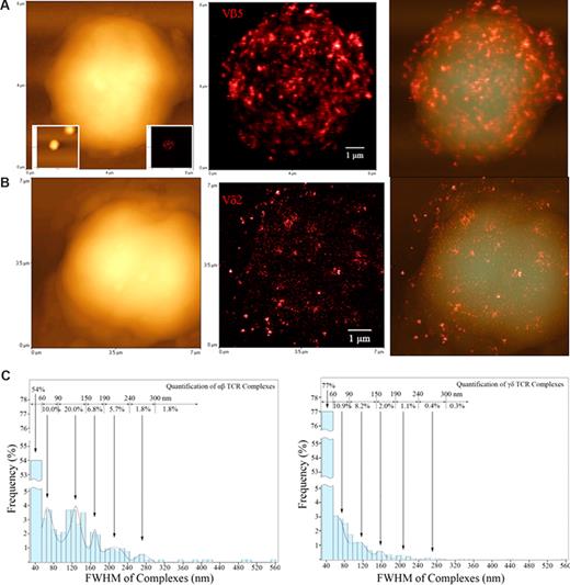 Figure 3. Before Ag-induced clonal expansion, nonengaging γδ TCR on nonstimulated T cells appeared to be distributed differently from their αβ TCR counterparts. Figures show topographic (left), fluorescence (middle), and merged topographic-fluorescence (right) NSOM images of αβ TCR on Vβ5+T cells (A) and γδ TCR on Vδ2+T cells (B), respectively. Note the Vβ5+T cell displaying the immunofluorescence TCR was derived from one of the 2 scanned Vβ5 cells as shown in the 2 lower-magnification graphs (25 × 25 μm2) inserted in the lower left (topographic) and lower right (fluorescence) bottom, respectively. See Figure 5B for NSOM images of a fluorescent Vγ2+ T cell and Figure S1 for more Vβ5+ and Vδ2+ T cells, and Vβ3.1+, and Vβ17+ αβ T cells. Scan size: (A) 8 × 8 μm2; (B) 7 × 7 μm2. Resolution: (A,B) 500 × 500 pixel2. Integration time: (A) 30 ms; (B) 10 ms. (C) The histograms showing a frequency difference in immunofluorescence TCR (size distribution) between the αβ T cell (left) and γδ T cell (right) using the Image-Plus software-based analysis. The data are the means calculated from up to 5 Vβ5+ cells (n = 1314) and 5 Vδ2+ cells (n = 5153). γδ T cells had more approximately 50-nm TCR dots distributed on cell surface than αβ T cells (P < .05).