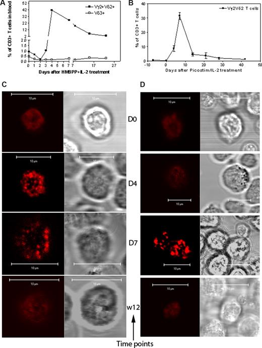 Figure 4. Confocal microscopy showed that Vγ2Vδ2 TCR underwent aggregating or capping during the in vivo clonal expansion of Vγ2Vδ2 T cells after the phosphoantigen treatment. (A,B) The increased mean numbers of Vγ2Vδ2 T cells in the blood of 3 monkeys after HMBPP/IL-2 treatment (A) and 2 monkeys after Picostim/IL2 treatment (B). Almost all expanded γδ T cells were Vγ2Vδ2 T cells coexpressing both Vγ2 and Vδ2. (C,D) Representative confocal microscopic data that show the formation of aggregating and capping TCR on the clonally expanded Vγ2Vδ2 T cells at days 4 and 7 after HMBPP/IL-2 (C) or Picostim/IL-2 (D) treatment. In both panels C and D, the left panel shows fluorescence images and the right panel shows differential interference contrast. All clonally expanded Vγ2Vδ2 T cells examined on days 4 and 7 after the treatment exhibited indistinguishable large TCR aggregates or capped dots, sustained for 1 to 2 weeks, and then finally returned to the normal nonaggregated status at week 3 after the treatment (detailed data, see Figures S2,S3).