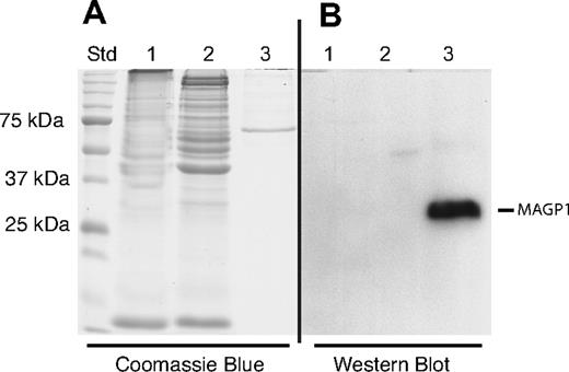Figure 4. Immunoblot of platelet extracts. Bovine washed platelets were boiled in SDS sample buffer and subjected to SDS-PAGE under reducing and nonreducing conditions. Protein bands were visualized by Coomassie blue staining or transferred to nitrocellulose for immunodetection with an antibody to bovine MAGP1. (A) Coomassie blue–stained gel. (B) Immunoblot analysis of proteins in panel A after transfer to nitrocellulose. Lane 1: Platelet extract under nonreducing conditions (no DTT). Lane 2: Platelet extract under reducing conditions (+ DTT). Lane 3: Semipurified bovine MAGP1 expressed by mammalian SaOS2 cells (+ DTT).