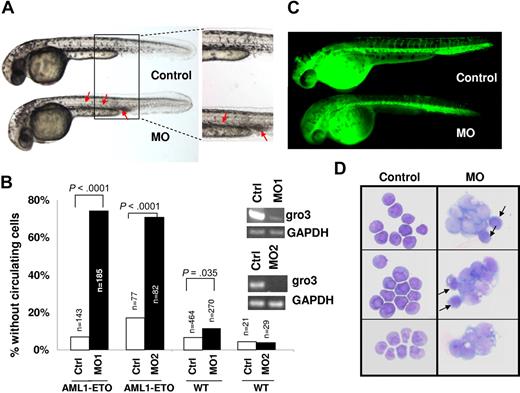 Figure 4. Knockdown of gro3 in cooperation with AML1-ETO expression induces abnormal hematopoiesis and absence of circulating blood in zebrafish embryos. Gro3 MO (morpholino oligonucleotide)-injected or uninjected wild-type and Tg(hsp:AML1-ETO) zebrafish embryos were all subjected to the same heat induction. (A) Inspection of uninjected (Control) and gro3 MO injected Tg(hsp:AML1-ETO) zebrafish embryos showed the absence of circulating cells and accumulation of hematopoietic cells in the ICM and the ventral tail region (red arrows). These cells had a blast-like morphology with a large size and relatively little cytoplasm. (B) Percentages of embryos exhibiting loss-of-circulating cells were scored between 30 and 40 hpf. Control and MO indicate uninjected and morpholino oligonucleotide-injected embryos, respectively. AML1-ETO and WT indicate Tg(hsp:AML1-ETO) and wild-type embryos, respectively. n equals the number of embryos scored. P value was obtained using Student t test. The inset gels show the knockdown by RT-PCR of gro3 transcripts with 2 gro3 specific morpholino oligonucleotides. (C) Lack of circulating cells in AML1-ETO–expressing embryos is not caused by a vascular obstruction as evidenced by microangiography. The fluorescein-coupled latex beads injected into the inflow tract of the atrium was able to perfuse the whole vascular system of the Tg(hsp:AML1-ETO) embryos. It revealed a normal vascular pattern but reduced intersomitic vessels in gro3 morphant embryos. (D) Cytologic analysis of hematopoietic cells collected from the circulating blood in 3 uninjected Tg(hsp:AML1-ETO) embryos and the accumulating blood in 3 injected embryos. Whereas the uninjected embryos contain mostly red blood cells, the injected embryos contain abundant immature blast-like cells. Black arrows indicate red blood cells.