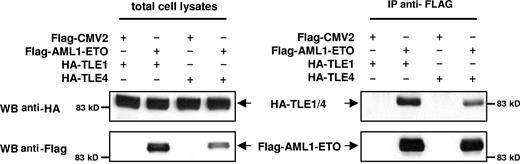 Figure 6. TLE1 and TLE4 complex with AML1-ETO. 293T cells were transfected with HA-tagged TLE1 or TLE4 along with a FLAG empty vector (pFLAG-CMV2) or FLAG-tagged AML1-ETO (pFLAG-AML1-ETO). Total cell lysates immunoblotted with anti-HA and anti-FLAG antibodies show the expression of proteins. Lysates were immunoprecipitated with anti-FLAG antibodies, and the immunocomplexes were blotted with HA antibodies to demonstrate that both TLE1 and TLE 4 can interact with AML1-ETO.