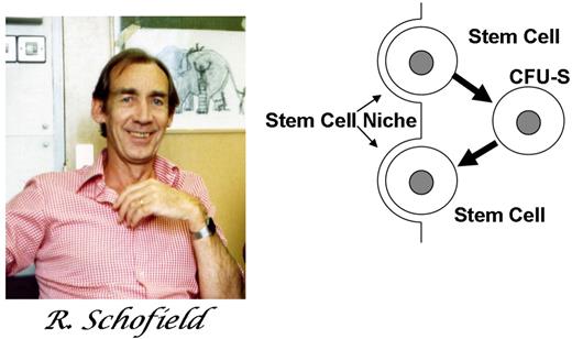 Figure 1. The hypothetical view of a stem-cell niche. The stem-cell daughter is a CFU-S. However, if it can find and occupy a niche, it will itself become a stem cell. Figure from Schofield R. The relationship between the spleen colony-forming cell and the haemopoietic stem cell. Blood Cells. 1978;4:7-25. Reprinted with kind permission of Springer Science and Business Media.