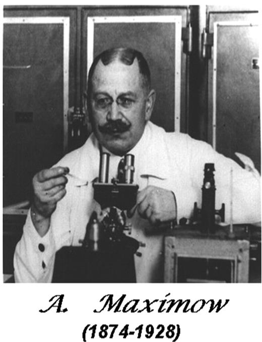 Figure 2. Alexander Maximow, a great visionary in hematopoiesis. He introduced the “unitarian theory of hematopoiesis”22, page 538 (ie, “common stem cell for all blood elements”22, page 545) and pioneered other concepts about stem cells and their microecological niches within BM stroma. Photograph reprinted from Konstantinov IE, In Search of Alexander A. Maximow: The Man Behind the Unitarian Theory of Hematopoiesis, Perspectives in Biology and Medicine. Vol. 43. Winter 2000:269-276, with permission of Special Collections Research Center, University of Chicago Library.