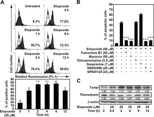 Figure 4. Etoposide induces ceramide generation, ceramide- and p38 MAPK/JNK-dependent cell apoptosis, and Txnip up-regulation. (A) Jurkat T cells were treated with 25 μM etoposide for different time periods as indicated, and the generation of ceramide was determined by flow cytometric analysis. After fixation with 1% formaldehyde in PBS, cells were incubated with ceramide antibodies, followed by FITC-labeled secondary antibodies. Representative histograms (top) and the percentages of positive cells (bottom) are shown (means ± SD of triplicate cultures; *P < .05; **P < .01). (B) Jurkat T cells were pretreated with fumonisin B1, myriocin, chlorpromazine, desprimine, SB203580, or SP600125 for 1 hour, followed by etoposide treatment for 24 hours. Apoptotic cells were detected using PI staining followed by flow cytometric analysis. The percentages of apoptotic cells are shown (means ± SD of triplicate cultures; ***P < .001). (C) The Txnip and thioredoxin protein expression after 25 μM etoposide treatment for different time periods was detected using Western blot analysis. The expression of β-actin was used as an internal control. The relative ratio of Txnip–β-actin and thioredoxin–β-actin are shown.