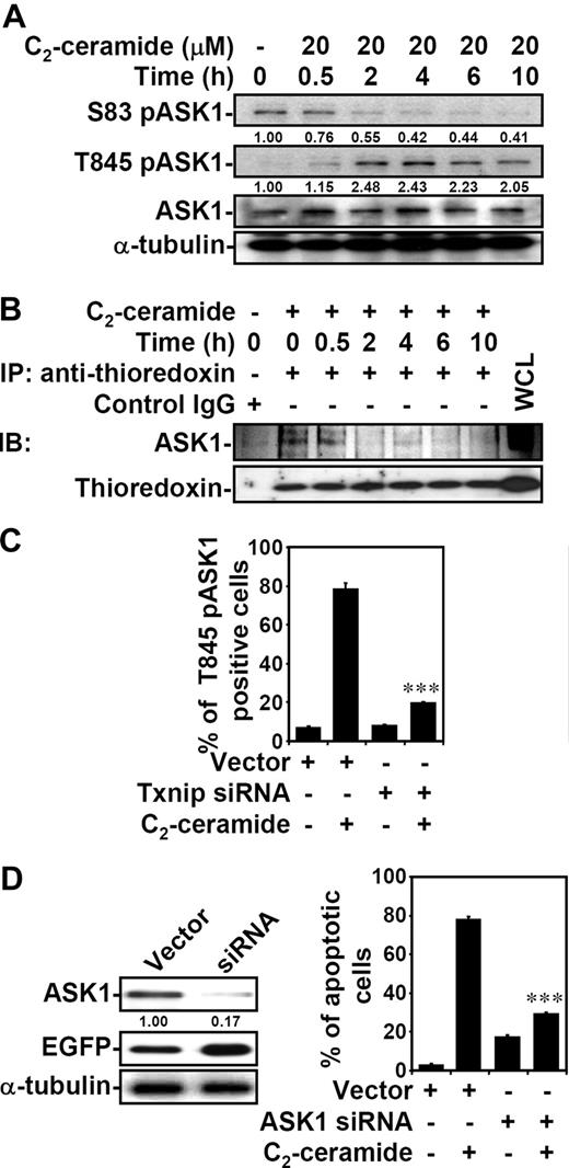 Figure 5. ASK1 activation is involved in ceramide-induced apoptosis. (A) Jurkat T cells were treated with 20 μM C2-ceramide for different time periods as indicated. The expression of phospho-ASK1 at serine 83 (S83 pASK1) and at threonine 845 (T845 pASK1), and ASK1, were determined using Western blot analysis. The relative ratio of pASK1 to total ASK1 is shown. The expression of α-tubulin was an internal control. (B) The cell lysate from untreated or 20 μM C2-ceramide–treated Jurkat T cells for different time periods was immunoprecipitated using antithioredoxin antibody, followed by immunoblotting using anti-ASK1 and antithioredoxin antibodies. Cell lysate without ceramide treatment and immunoprecipitation (WCL indicates whole-cell lysate) was used as a positive control; mouse IgG (first lane) was the negative control. (C) Vector control– and hTxnip siRNA-transfected Jurkat T cells were treated with 20 μM C2-ceramide for 6 hours, and the expression of T845 pASK1 was measured by flow cytometric analysis. The percentages of positive cells are shown as means plus or minus SD of triplicate cultures (***P < .001 as compared with the vector control group). (D) ASK1 protein expression in vector control– and ASK1 siRNA-transfected Jurkat T cells were detected by Western blotting (left). The relative ratio of ASK1 to EGFP is shown. The expression of α-tubulin was used as an internal control. Vector control– and ASK1 siRNA-transfected cells were treated with 20 μM C2-ceramide for 24 hours, and cell apoptosis was measured by annexin V staining. The percentages of apoptotic cells are shown (means ± SD of triplicate cultures; ***P < .001 as compared with the vector control group).