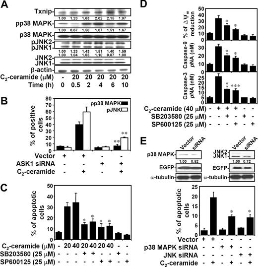 Figure 6. Ceramide causes ASK1-regulated p38 MAPK and JNK activation, and p38 MAPK- and JNK-mediated apoptosis. (A) Jurkat T cells were treated with C2-ceramide for different time periods as indicated. The expression of phospho-p38 MAPK (pp38 MAPK) at threonine180/tyrosine182, p38 MAPK, phospho-JNK (pJNK) at threoine183/tyrosine185, JNK, and Txnip were determined using Western blot analysis. The relative ratios of pp38 MAPK to p38 MAPK and pJNK to JNK are shown. The expression of β-actin was an internal control. (B) Vector control– and ASK1 siRNA-transfected Jurkat T cells were treated with 20 μM C2-ceramide for 6 hours, and the expression of pp38 MAPK and pJNK were determined by flow cytometric analysis. The percentages of positive cells are shown as means plus or minus SD of triplicate cultures (**P < .01 as compared with the vector control group). (C) Cells were pretreated with SB203580 (25 μM) or SP600125 (25 μM) for 1 hour, followed by C2-ceramide treatment for 24 hours. Apoptotic cells were detected using PI staining followed by flow cytometric analysis. The percentages of apoptotic cells are shown as means plus or minus SD of triplicate cultures (*P < .05 as compared with the groups without inhibitor treatment). (D) Meanwhile, activation of caspase-9 and caspase-3 at 24 hours as determined by caspase activity assay kit are shown (means ± SD of triplicate cultures). The mitochondrial transmembrane potential (ΔΨm) reduction in cells with C2-ceramide stimulation for 12 hours was detected by rhodamine 123 followed by flow cytometric analysis, and are shown as means plus or minus SD of triplicate cultures (*P < .05; ***P < .001 as compared with the groups without inhibitor treatment). (E) The p38 MAPK and JNK protein expression in vector control– and p38 MAPK or JNK siRNA-transfected Jurkat T cells were detected by Western blotting (top). The relative ratios of p38 MAPK to EGFP and JNK to EGFP are shown. The expression of α-tubulin was used as an internal control. Cells were treated with 20 μM C2-ceramide for 24 hours, and cell apoptosis was measured by annexin V staining. The percentages of apoptotic cells are shown as means plus or minus SD of triplicate cultures (*P < .05 as compared with the vector control group).