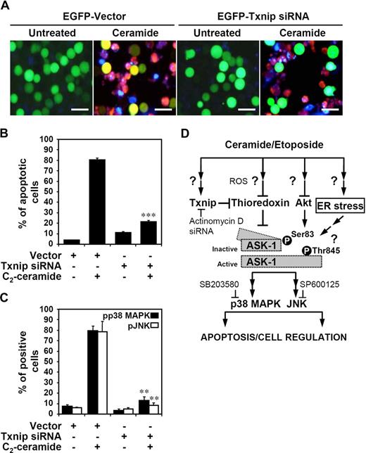 Figure 7. Down-regulation of Txnip reduces ceramide-induced p38 MAPK and JNK phosphorylation and cell apoptosis. (A) After treatment with 20 μM C2-ceramide for 24 hours, vector control– and hTxnip siRNA-transfected Jurkat T cells were measured using PE-conjugated annexin V staining (red), followed by fluorescence microscopic observation. Hoechst 33342 (blue) was used for nuclear staining. The scale bar equals 40 μm. (B) Using flow cytometric analysis, the percentages of apoptotic cells (annexin V+) are shown (***P < .001 as compared with the vector control group). (C) After C2-ceramide treatment for 6 hours, the status of pp38 MAPK and pJNK in vector- and hTxnip siRNA-transfected Jurkat T cells were measured by flow cytometric analysis using pp38 MAPK and pJNK antibodies followed by rhodamine (red)–conjugated secondary antibody staining. The percentages of positive cells are shown (means ± SD of triplicate cultures; **P < .01 as compared with the vector control group). (D) A model for ceramide and etoposide-induced transcriptional apoptotic signaling which involves Txnip-regulated ASK1, p38 MAPK, and JNK activation. By microarray analysis, we show a novel role of ceramide on Txnip expression. Ceramide–up-regulated Txnip binds to thioredoxin and decreases the thioredoxin activity, which causes dissociation of thioredoxin from ASK1. ASK1 is activated via Akt-mediated dephosphorylation at serine 83 and phosphorylation at threonine 845 with unknown mechanism. The requirement of Txnip in ceramide-activated p38 MAPK and JNK was demonstrated using Txnip siRNA. Furthermore, Txnip-regulated p38 MAPK and JNK activation are, at least in part, involved in ceramide-induced cell apoptosis.