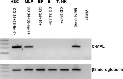 Figure 3. c-MPL expression by RT-PCR in cord blood cell populations. RNA was extracted from equal numbers (1500 cells) of each population. β2-microglobulin indicates microglobulin-positive control for cDNA loading; MLP, multilymphoid progenitors; and BP, B-cell progenitors.