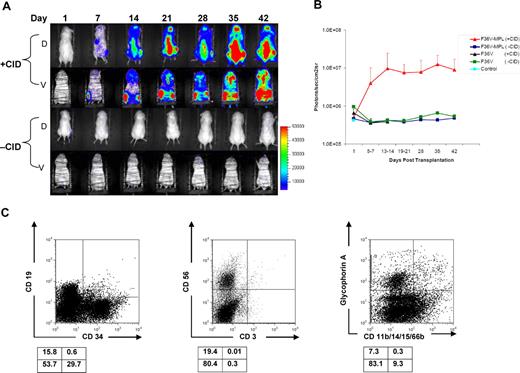 Figure 5. In vivo stimulation of F36V-Mpl signaling in human lymphomyeloid (CD34+CD38−Lin−CD7−) progenitors. Each mouse (NOD/SCID/β2-microglobulin−/−) received transplants of human CD34+CD38−Lin−CD7− progenitors transduced with F36V-MPL-LUC (F36V-MPL) or F36V-LUC (F36V) control vector. Mice were treated with or without CID from day 1 until killing 35 to 49 days after transplantation. (A) In vivo longitudinal imaging of luciferase expression in 2 mice that both received transplants of human CD34+CD38−Lin−CD7− progenitors transduced with F36V-MPL. D indicates dorsal, and and V indicates ventral view of the same mouse. (B) Quantification of signal for all animals, n = 6 mice per arm, 2 independent experiments (mean, SD; P < .001 for difference between F36V-MPL with CID and all other groups). (C) Lineage analysis of human CD45+ cells in bone marrow of representative CID-treated mouse. Boxes below show percentage in each quadrant.